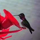 Calliope Hummimgbird