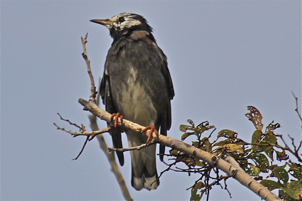 White-Cheeked Starling