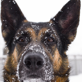 Stare by Mikahla Dorey - Animals - Dogs Portraits