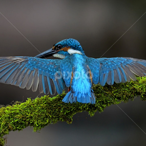 Common Kingfisher by Raj Dhage - Animals Birds