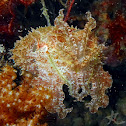 Stumpy-spined Cuttlefish