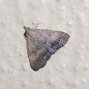 Moth