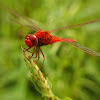 Common scarlet (male)