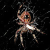 Hentz's Orb Weaver Spider