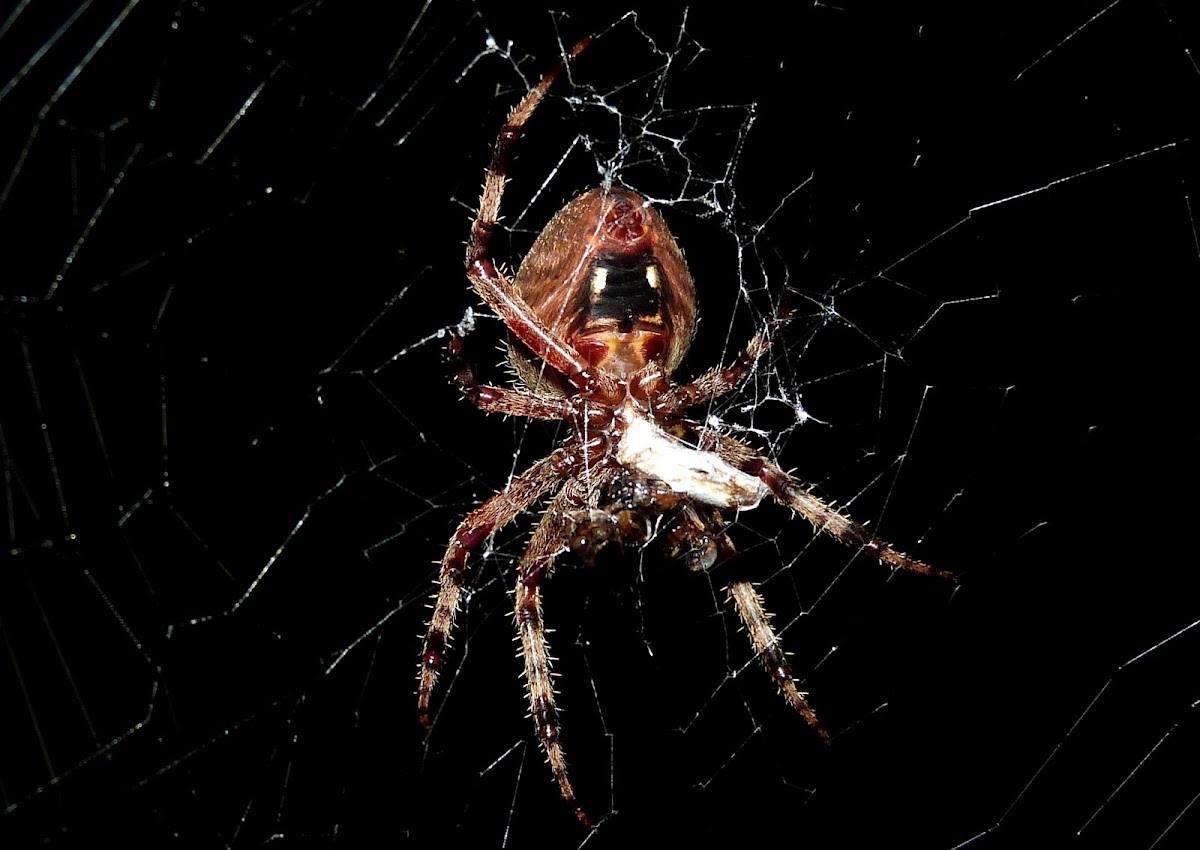 Hentz's Orb Weaver Spider