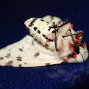 Light Ermine Moth does thanatosis
