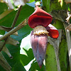 Banana Inflorescence