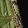 Long-tailed Scorpion