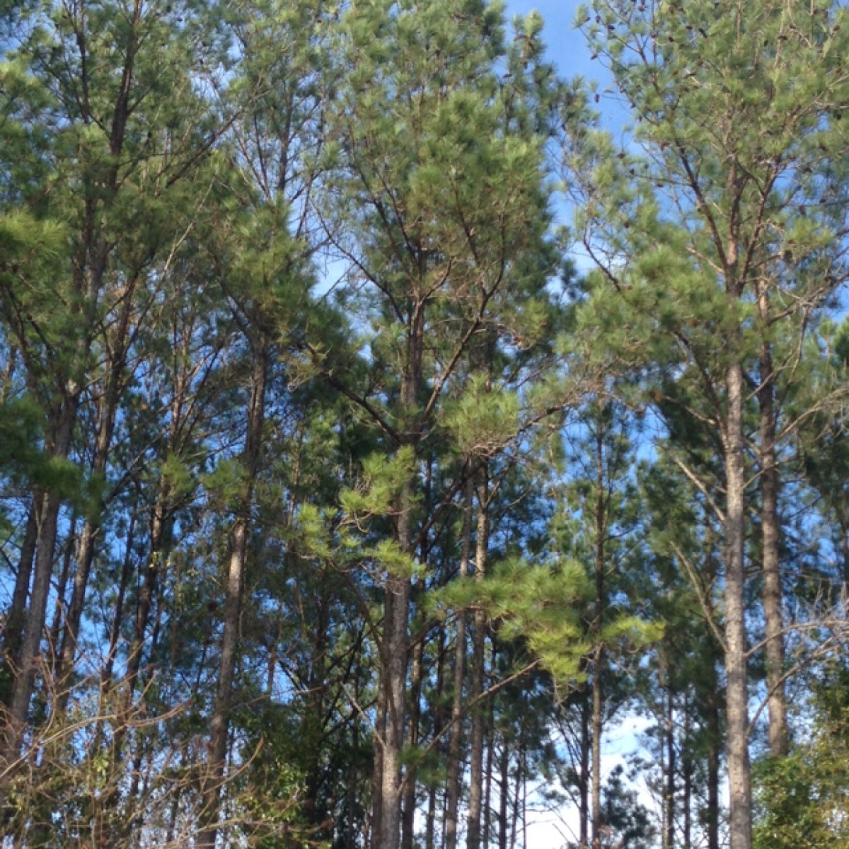 Loblolly pine