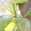 Japanese Ladybug