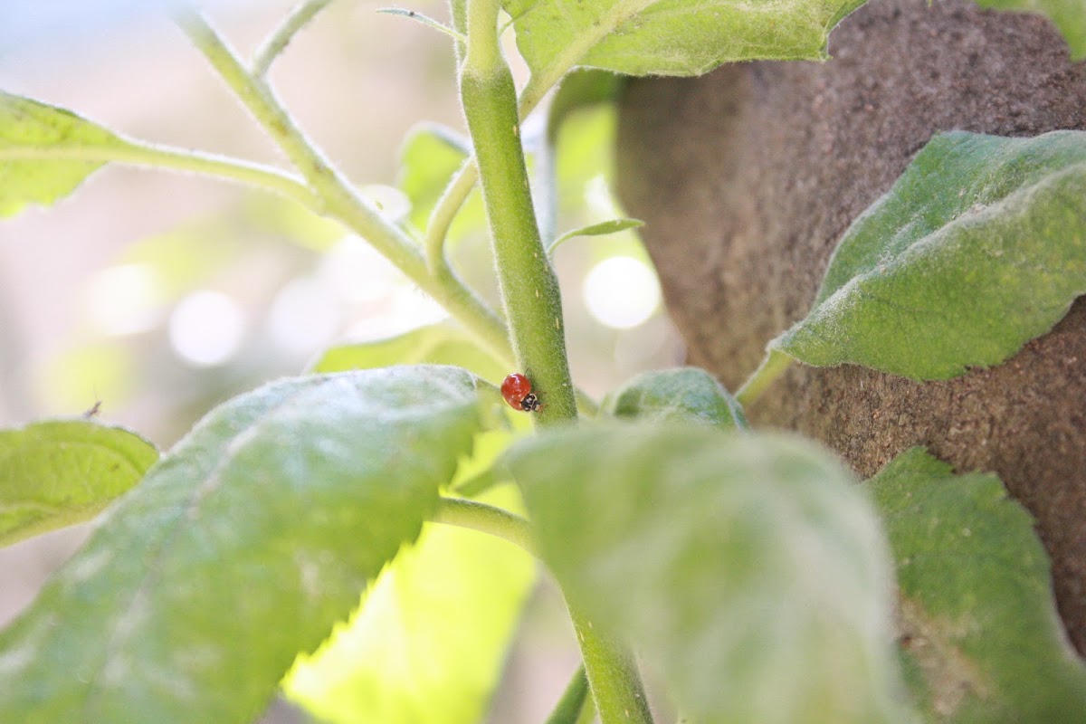 Japanese Ladybug