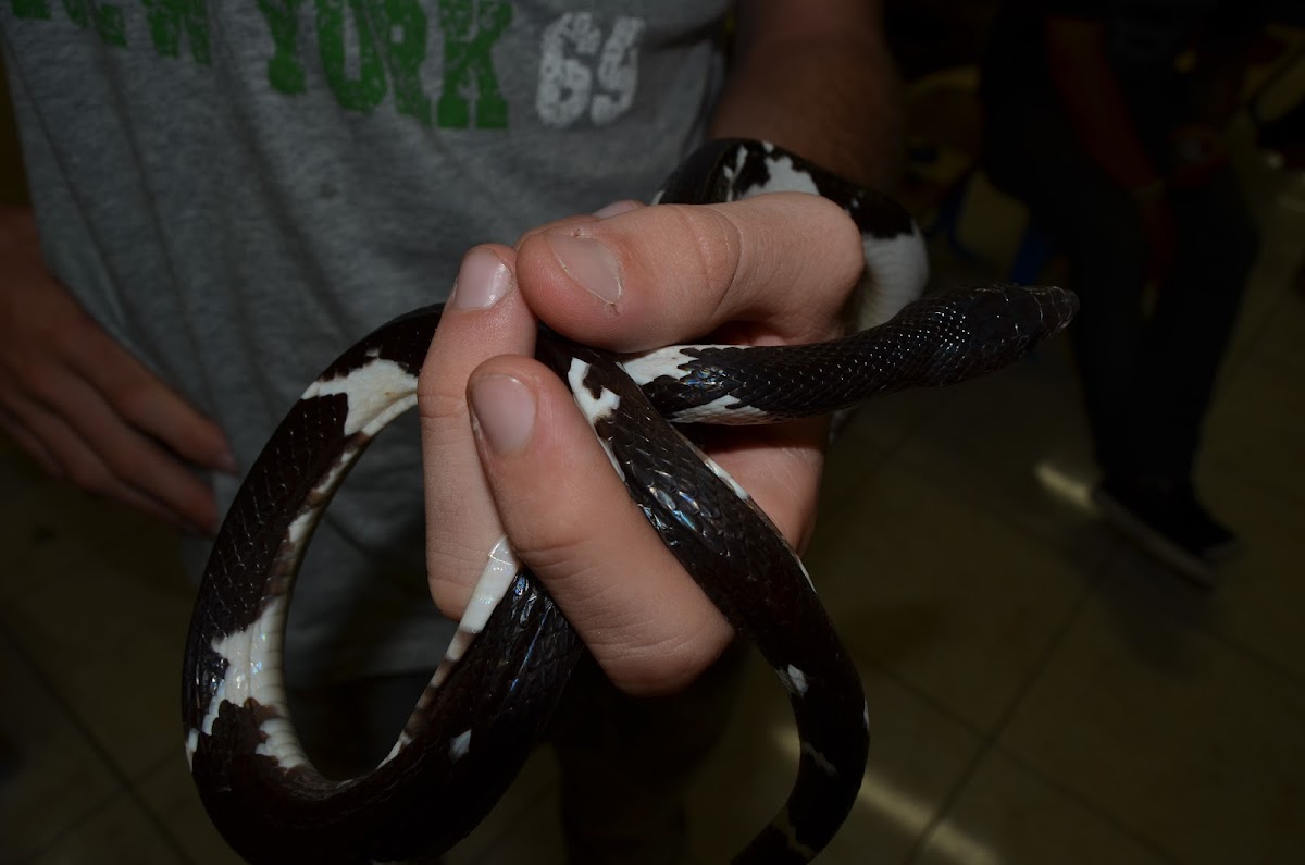 Black False Boa Snake/Muçurana