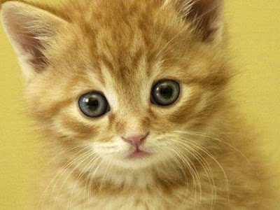 √完了しました！ 子猫 壁紙 無料 283715