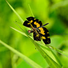 Common Picturewing (Female)