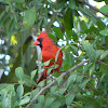 Red Bird or Cardinal