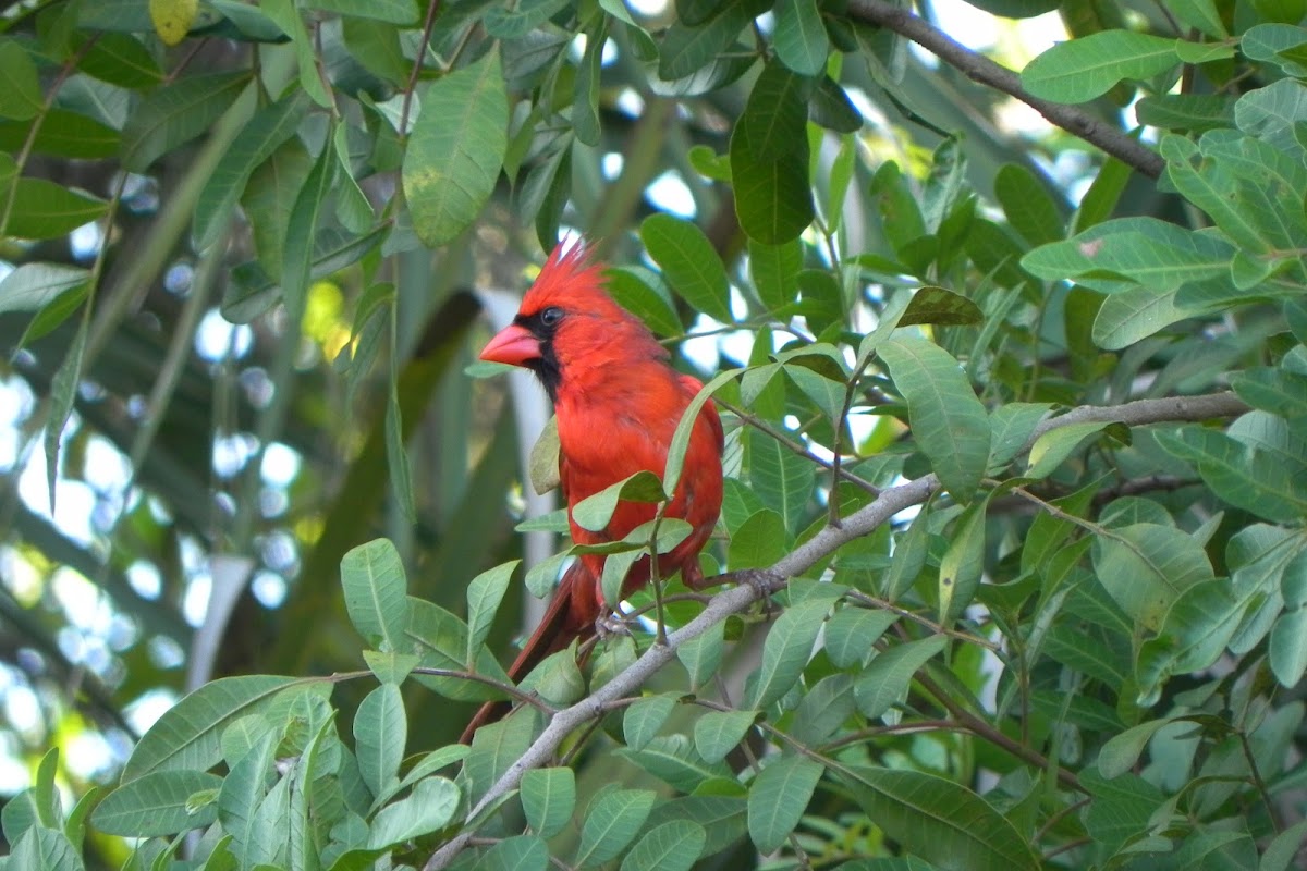 Red Bird or Cardinal