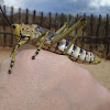 Toxic Milkweed Grasshopper