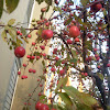Crab-apple Tree