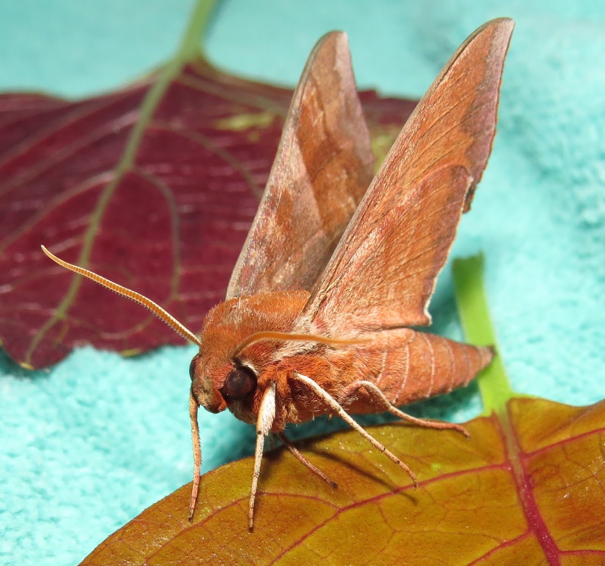 Azalea Spinx Moth