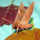 Azalea Spinx Moth