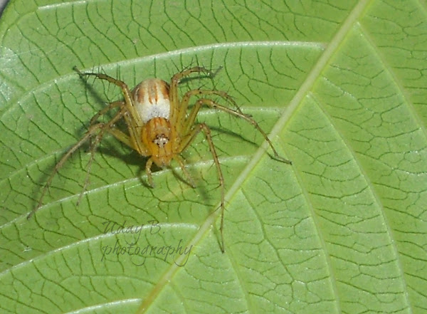 Brown Lynx Spider Female Project Noah
