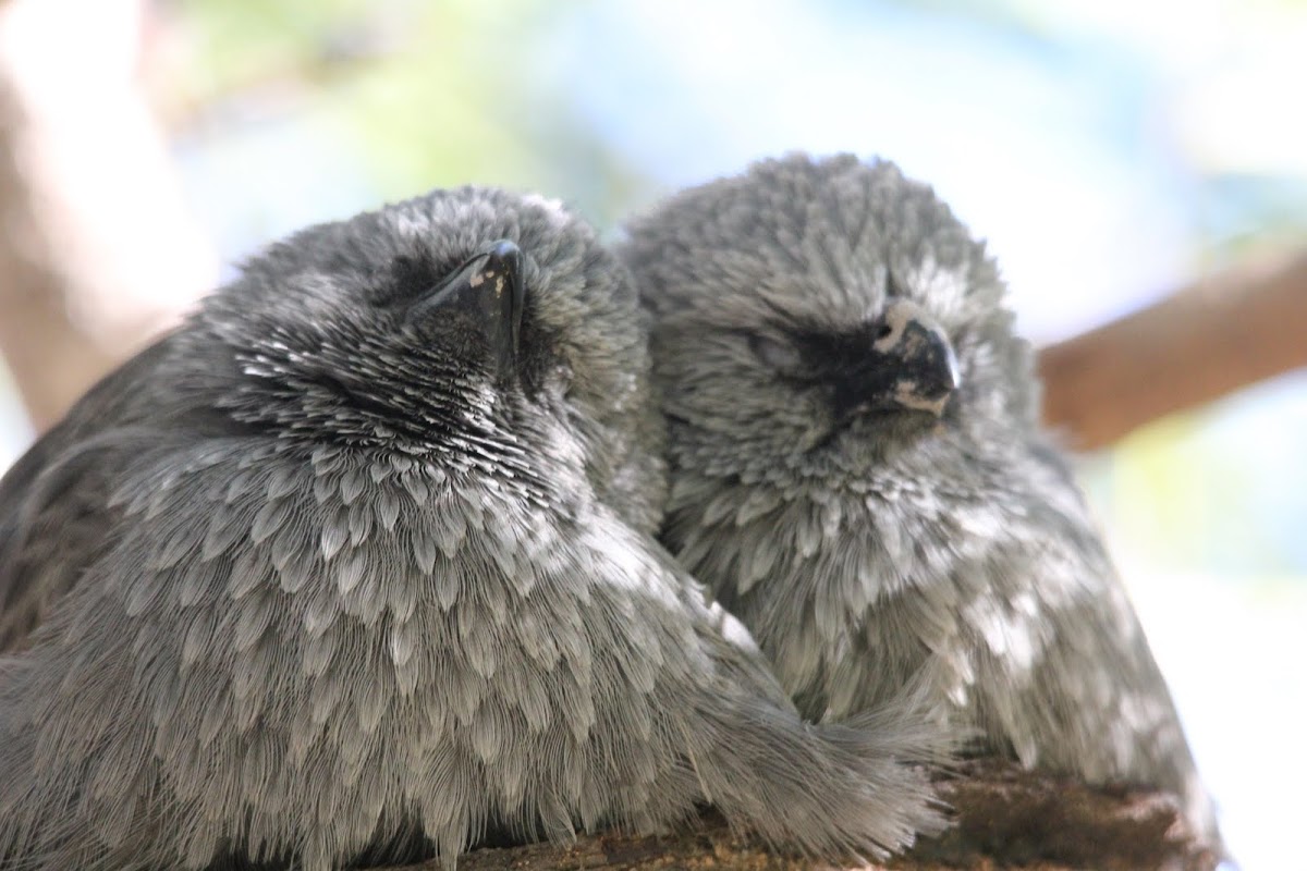 Two Apostle birds snuggling up