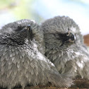 Two Apostle birds snuggling up
