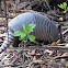 Nine-banded Armadillo