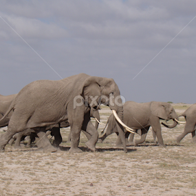 On the Move by Travellingross ! - Animals Other Mammals