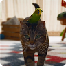 Parrot and Cat Friends LiveWP Application icon