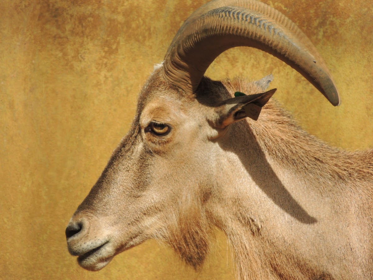 Aoudad/Barbary Sheep
