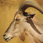Aoudad/Barbary Sheep
