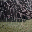 Orb spider web