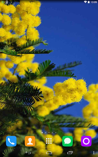 Mimosa Live Wallpaper