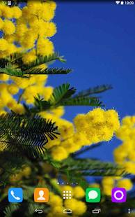 How to download Mimosa Live Wallpaper lastet apk for pc