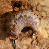 Carolina mantleslug