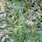 Marsh horsetail (Ιππουρίδα των βάλτων)