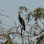 Indian Cormorant