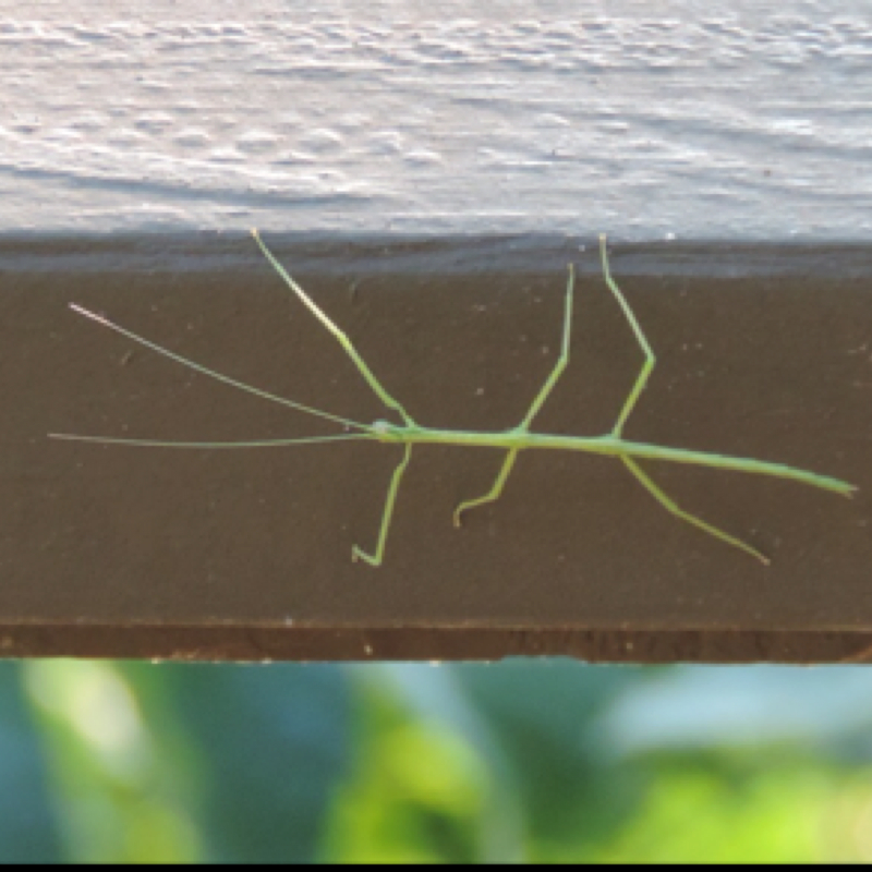 Walking stick insect