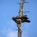 immature bald eagle