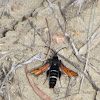 Clearwing moth