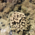 finger coral