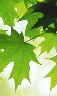 How to get Leaves Wallpapers 1.0 unlimited apk for laptop