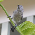 Oak Titmouse