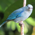 Blue Gray tanager