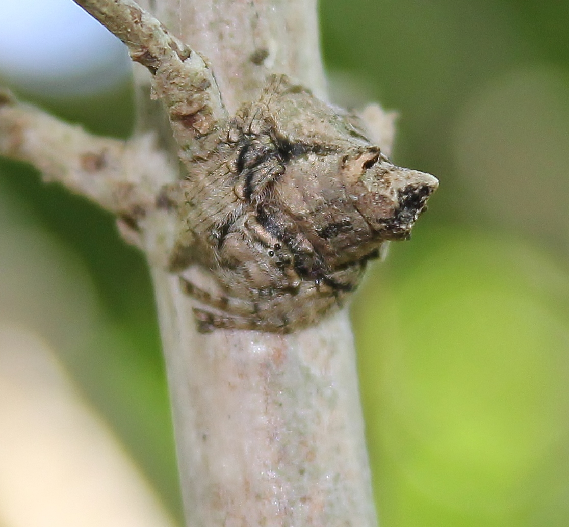 Bark Spider