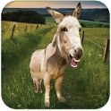 Talking Donkey icon