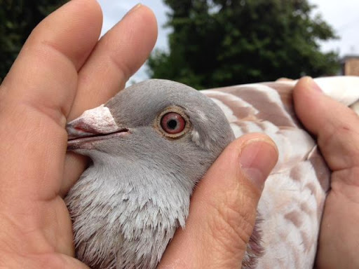 Racing Pigeons Master Two