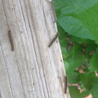 Forest Tent Caterpillar