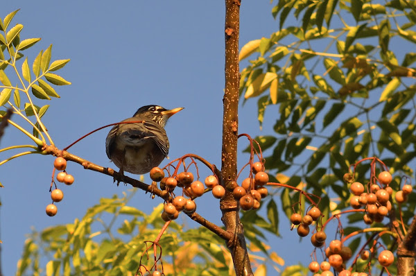 American Robin | Project Noah